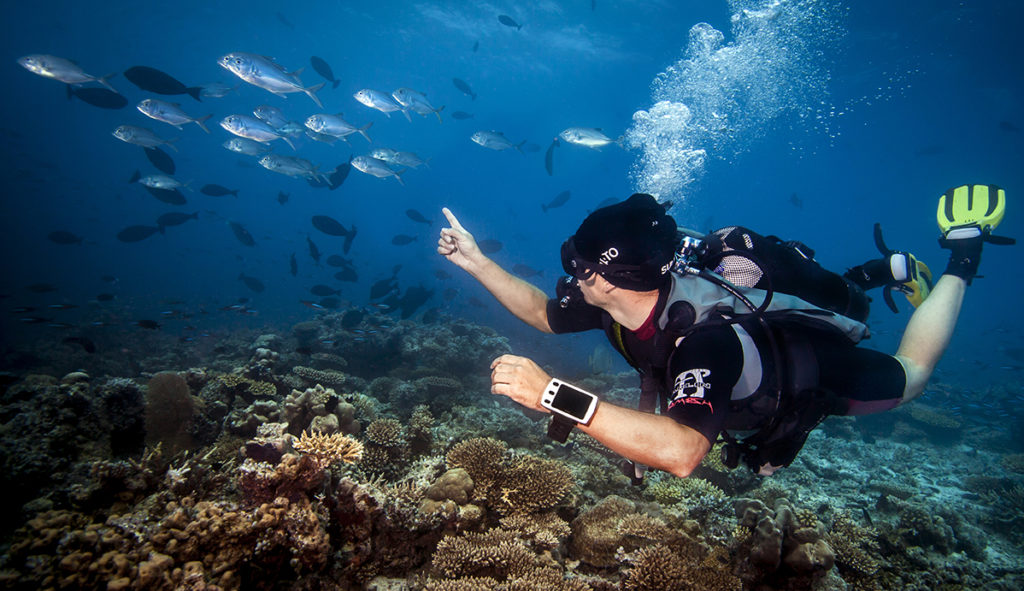 Diver underwater pointing at a school of fish