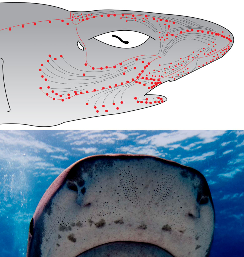 Illustration and photographic example of a shark's ampullae of lorenzini