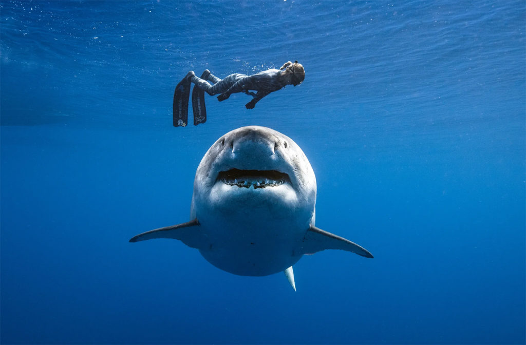 Freediver swimming over a great white shark